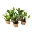 PLANT IN A BOX - Plantes d'intérieur purificatrices d'air- Lot de 5 avec panier tressé - H25-40cm - vignette