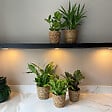 PLANT IN A BOX - Plantes d'intérieur purificatrices d'air- Lot de 5 avec panier tressé - H25-40cm - vignette