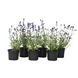 PLANT IN A BOX - Lavande vraie - Set de 6 - Lavandula angustifolia - Hauteur 10-15cm - ⌀10,5cm - vignette
