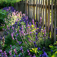 PLANT IN A BOX - Lavande vraie - Set de 6 - Lavandula angustifolia - Hauteur 10-15cm - ⌀10,5cm - vignette