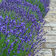 PLANT IN A BOX - Lavande vraie - Set de 6 - Lavandula angustifolia - Hauteur 10-15cm - ⌀10,5cm - vignette