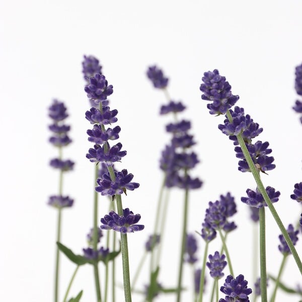 PLANT IN A BOX - Lavande vraie - Set de 6 - Lavandula angustifolia - Hauteur 10-15cm - ⌀10,5cm - large