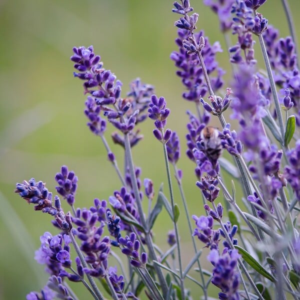 PLANT IN A BOX - Lavande vraie - Set de 6 - Lavandula angustifolia - Hauteur 10-15cm - ⌀10,5cm - large
