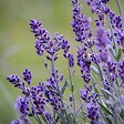 PLANT IN A BOX - Lavande vraie - Set de 6 - Lavandula angustifolia - Hauteur 10-15cm - ⌀10,5cm - vignette