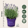 PLANT IN A BOX - Lavande vraie - Set de 6 - Lavandula angustifolia - Hauteur 10-15cm - ⌀10,5cm - vignette