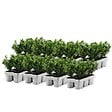 PLANT IN A BOX - Houx crenelé - Set de 48 - Ilex crenata 'Jenny' - Hauteur 10-20cm - ⌀9cm - vignette
