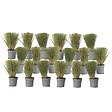 PLANT IN A BOX - Herbe aux plumes - Set de 18 - Stipa tenuifolia 'Pony Tails' - H20-30cm - ⌀9cm - vignette
