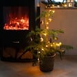 PLANT IN A BOX - Pin de Norfolk - Araucaria heterophylla - Hauteur 45-55cm - ⌀14cm - vignette