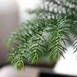 PLANT IN A BOX - Pin de Norfolk - Araucaria heterophylla - Hauteur 45-55cm - ⌀14cm - vignette