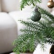 PLANT IN A BOX - Pin de Norfolk - Araucaria heterophylla - Hauteur 45-55cm - ⌀14cm - vignette