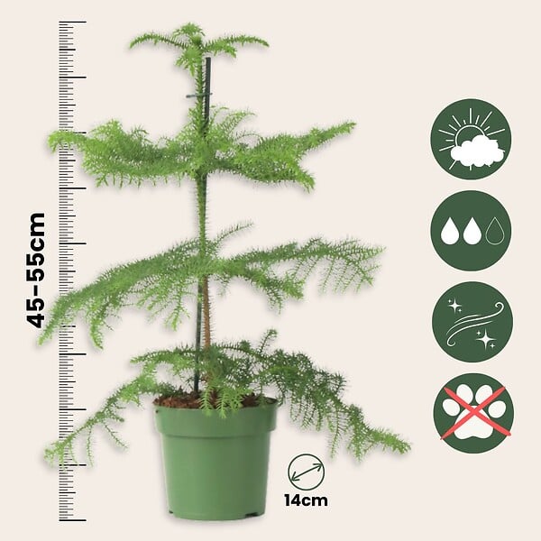 PLANT IN A BOX - Pin de Norfolk - Araucaria heterophylla - Hauteur 45-55cm - ⌀14cm - large