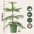 PLANT IN A BOX - Pin de Norfolk - Araucaria heterophylla - Hauteur 45-55cm - ⌀14cm - vignette