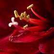 BLOOMIQUE - Bulbe d'Amaryllis en Cire - Rose Cosy - Bulbe à Fleurs - H. 15-25 cm à la Livraison - vignette
