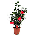 PLANT IN A BOX - Camélia - Camellia japonica 'Lady Campbell' - Hauteur 60-70cm - ⌀19cm - vignette