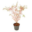 PLANT IN A BOX - érable du Japon - Acer Palmatum 'Taylor' - Hauteur 35-55cm - âŒ€15cm - vignette