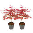 PLANT IN A BOX - érable du Japon - Set de 2 - Acer palmatum 'Beni Maiko' - H60-70cm - âŒ€19cm - vignette