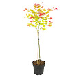 PLANT IN A BOX - érable du Japon - Acer palmatum 'Moonrise' - Hauteur 80-90cm - âŒ€19cm - vignette