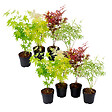 PLANT IN A BOX - érable du Japon - Set de 8 - Acer palmatum - Hauteur 25-40cm - âŒ€10,5cm - vignette