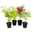 PLANT IN A BOX - érable du Japon - Set de 4 - Acer palmatum - Hauteur 25-40cm - âŒ€10,5cm - vignette