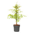 PLANT IN A BOX - érable du Japon - Acer palmatum 'Emerald Lace' - Hauteur 60-70cm - âŒ€19cm - vignette