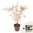 PLANT IN A BOX - érable du Japon - Acer palmatum 'Taylor' - Hauteur 50-60cm - âŒ€19cm - vignette