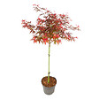 PLANT IN A BOX - érable du Japon - Acer palmatum 'Shaina' - Hauteur 80-90cm - âŒ€19cm - vignette