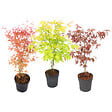 PLANT IN A BOX - érable du Japon - Set de 3 - Acer palmatum - Hauteur 60-70cm - âŒ€19cm - vignette