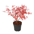 PLANT IN A BOX - érable du Japon - Acer palmatum 'Beni Maiko' - Hauteur 60-70cm - âŒ€19cm - vignette