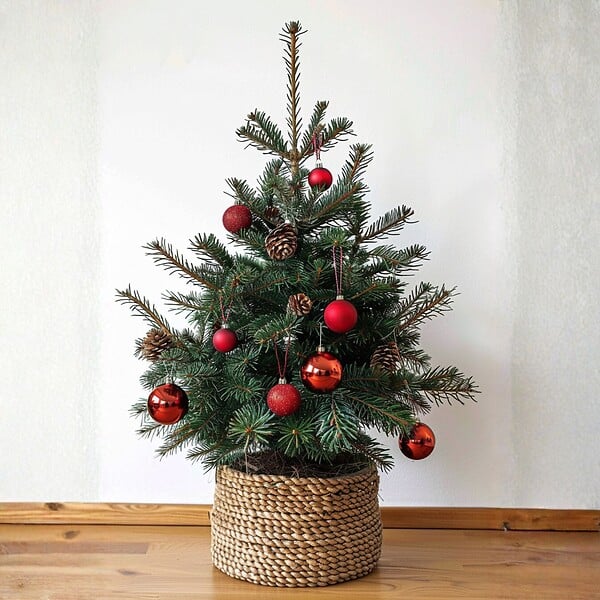 PLANT IN A BOX - Épinette blanche - Picea glauca conica 'December' - Hauteur 55cm - ⌀21cm - large