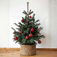 PLANT IN A BOX - Épinette blanche - Picea glauca conica 'December' - Hauteur 55cm - ⌀21cm - vignette