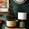 PLANT IN A BOX - Épinette blanche - Picea glauca conica 'December' - Hauteur 55cm - ⌀21cm - vignette