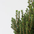PLANT IN A BOX - Épinette blanche - Picea glauca conica 'December' - Hauteur 55cm - ⌀21cm - vignette