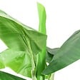 VIDAXL - vidaXL Bananier artificiel avec pot 300 cm Vert - vignette