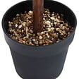 VIDAXL - vidaXL Plante de buis artificiel avec pot Forme de boule Vert 50 cm - vignette