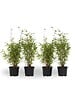 PLANT IN A BOX - Bambou non-traçant - Set de 4 - Fargesia nitida 'Red Dragon' - H50-70cm - ⌀17cm - vignette