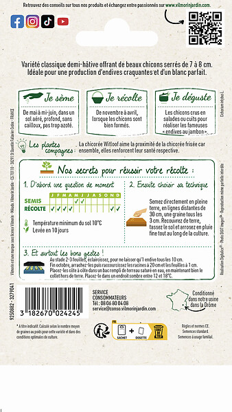 VILMORIN - Chicorée Witloof (endive) Blanche Normale - large