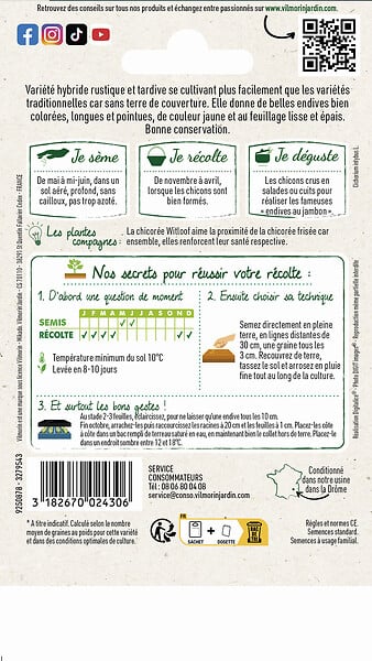 VILMORIN - Chicorée Witloof (endive) Flexine HF1 - large