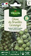 VILMORIN - Choux de Bruxelles Groninger - vignette