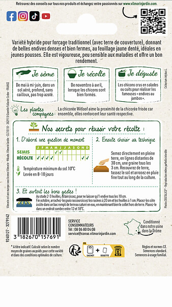VILMORIN - Chicorée Witloof Endive de Bruxelles - large