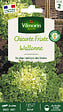 VILMORIN - Chicorée frisée Wallonne race Lorca - vignette
