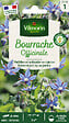VILMORIN - Bourrache officinale - vignette