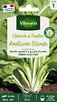 VILMORIN - Chicorée a larges feuilles améliorée blonde - vignette