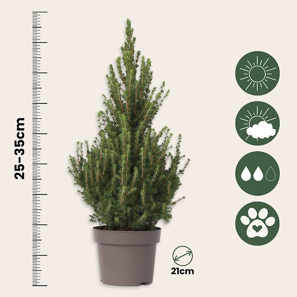 PLANT IN A BOX - Épinette blanche - Picea glauca conica 'December' - Hauteur 55cm - ⌀21cm - large