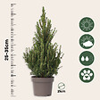 PLANT IN A BOX - Épinette blanche - Picea glauca conica 'December' - Hauteur 55cm - ⌀21cm - vignette