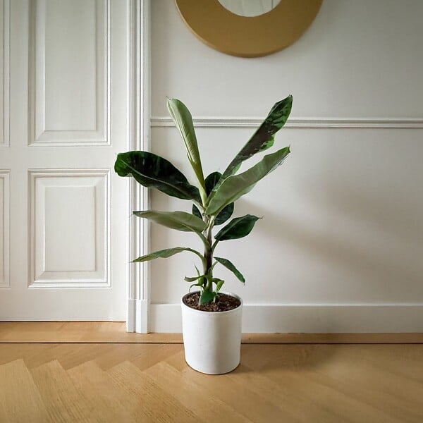 PLANT IN A BOX - Bananaier nain - Musa 'Dwarf Cavendish' - Hauteur 90-100cm - ⌀21cm - large