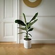 PLANT IN A BOX - Bananaier nain - Musa 'Dwarf Cavendish' - Hauteur 90-100cm - ⌀21cm - vignette