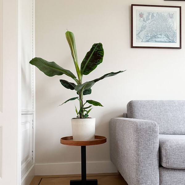 PLANT IN A BOX - Bananaier nain - Musa 'Dwarf Cavendish' - Hauteur 90-100cm - ⌀21cm - large