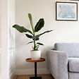 PLANT IN A BOX - Bananaier nain - Musa 'Dwarf Cavendish' - Hauteur 90-100cm - ⌀21cm - vignette