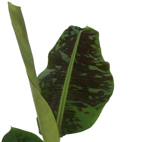 PLANT IN A BOX - Bananaier nain - Musa 'Dwarf Cavendish' - Hauteur 90-100cm - ⌀21cm - large