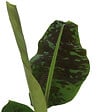 PLANT IN A BOX - Bananaier nain - Musa 'Dwarf Cavendish' - Hauteur 90-100cm - ⌀21cm - vignette